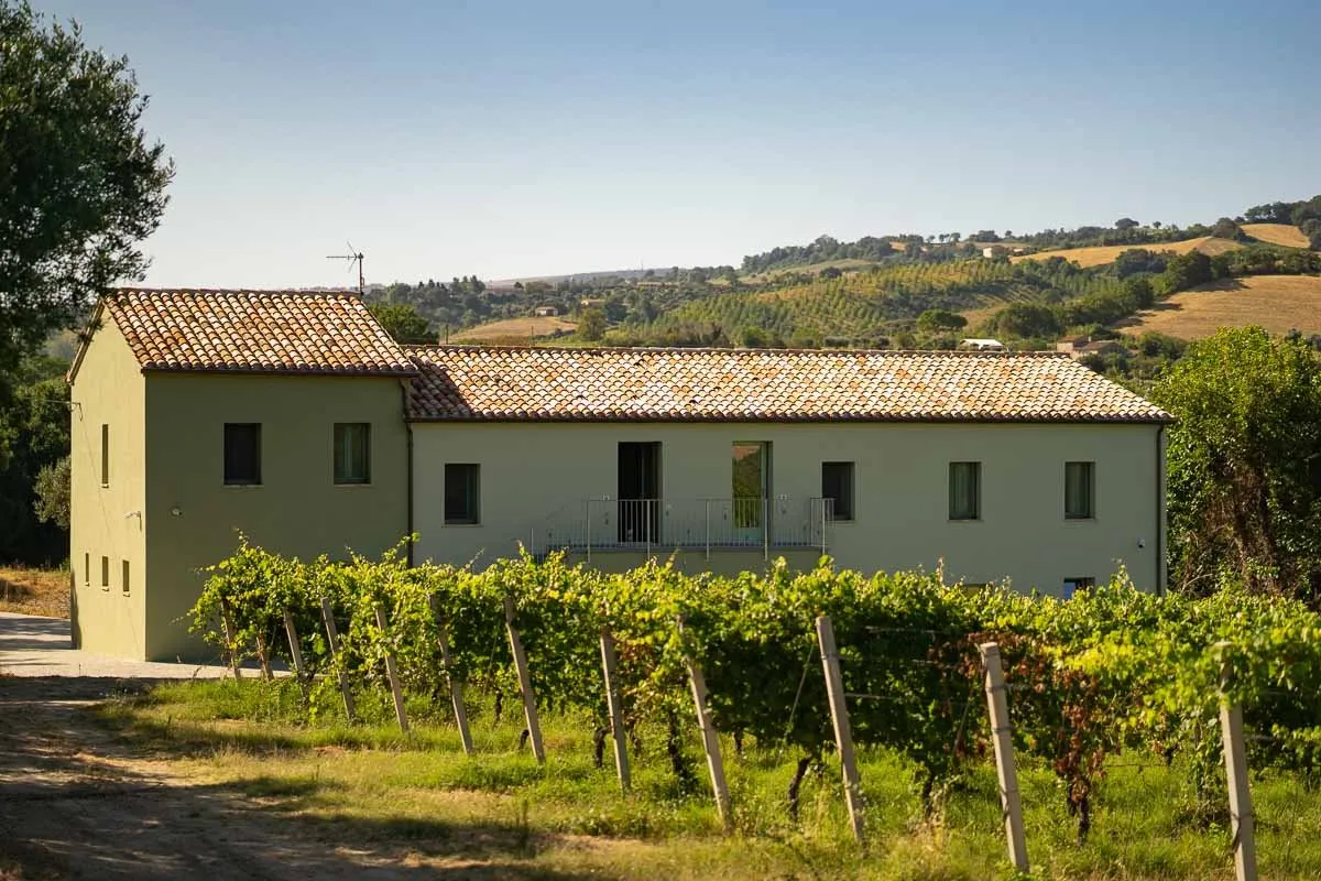 Un casolare tra i filari di vigna, nelle colline marchigiane