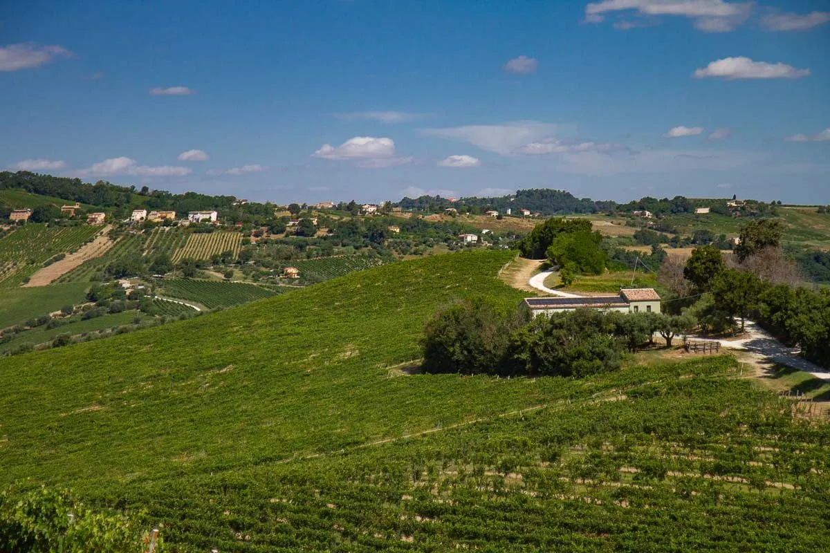 Le colline di una cantina marchigiana, con i filari di vite