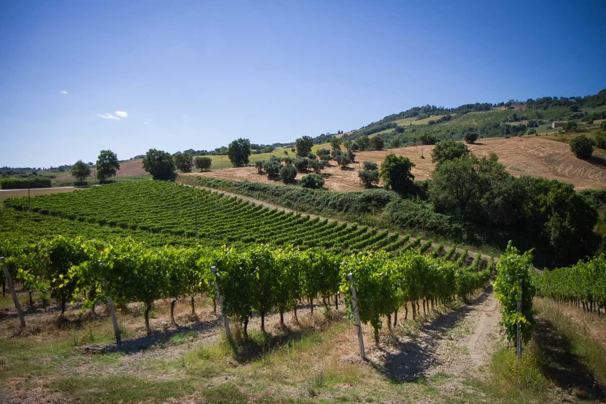I filari di una vigna in estate