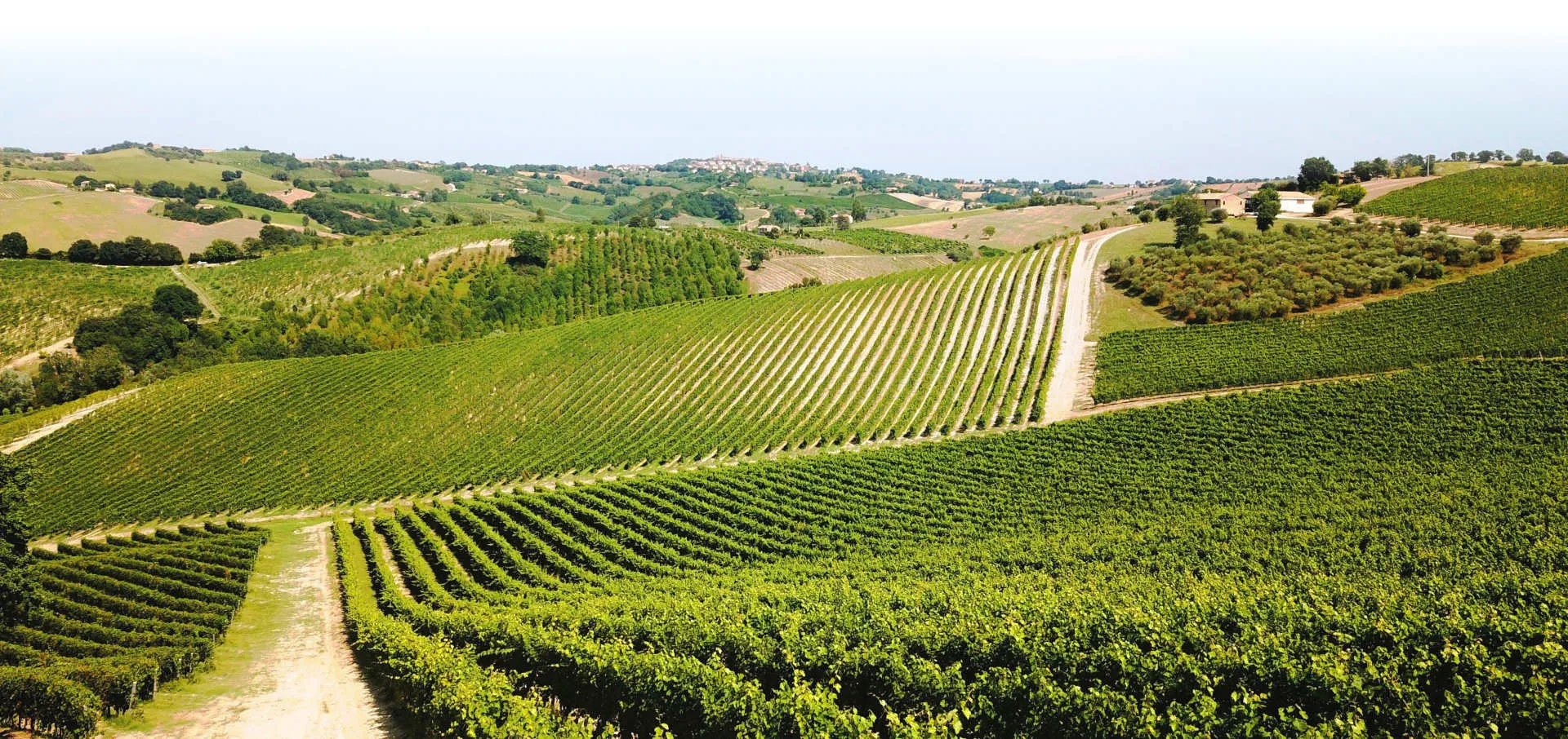 Vigneti di Boccafosca sulle colline dei Castelli di Jesi