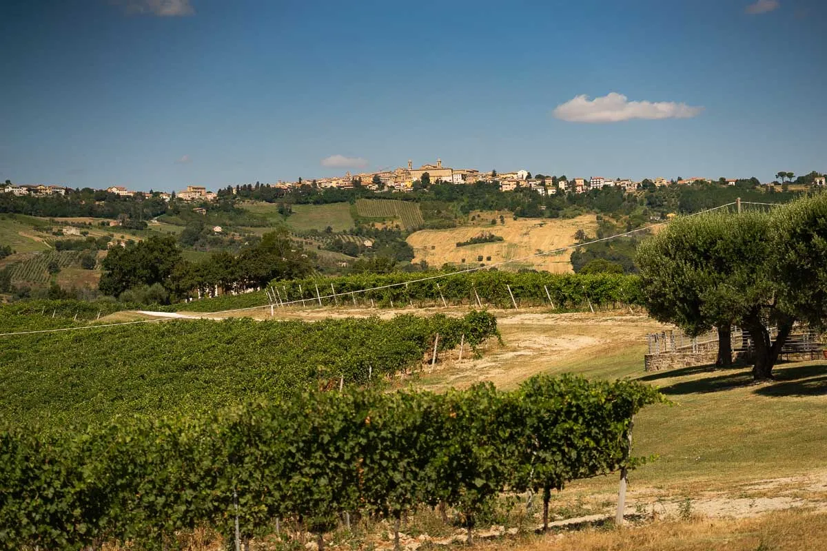 Le vigne di Cupramontana, nella Vallesina