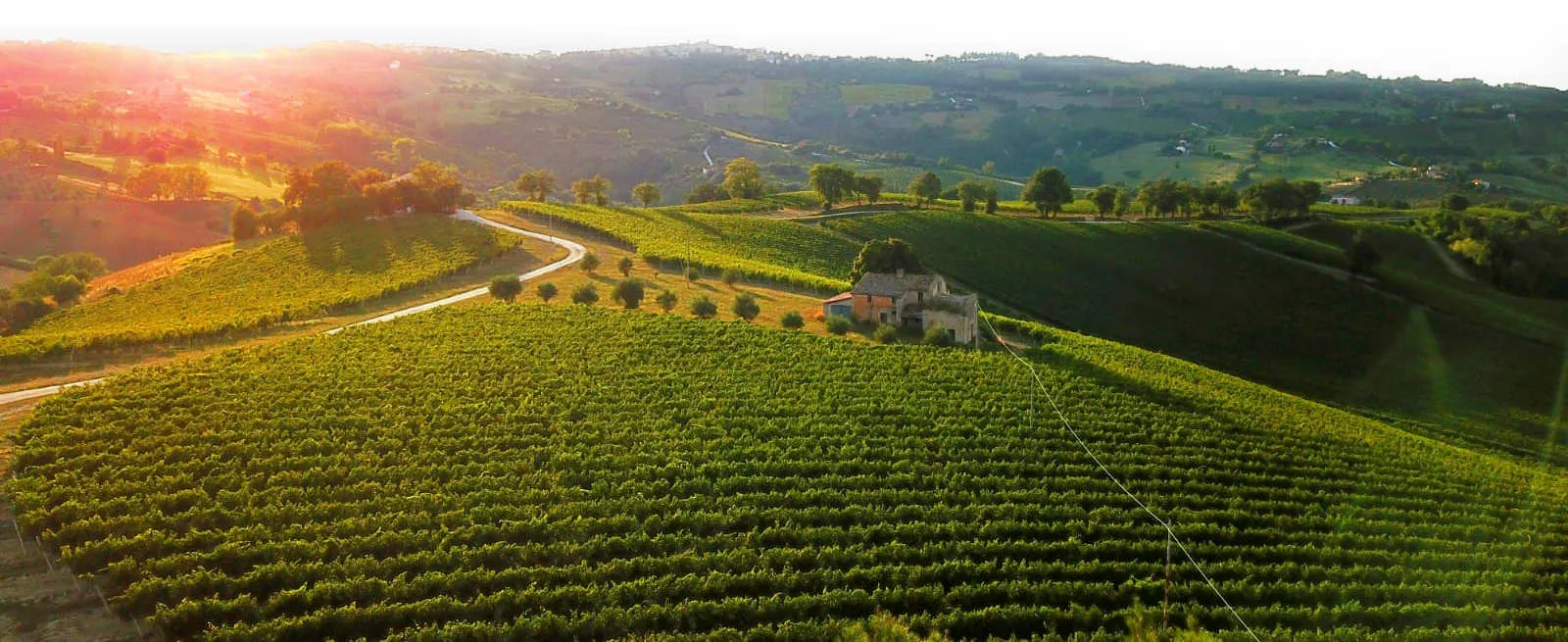 I vigneti dei Castelli di Jesi, in file ordinate sulle colline